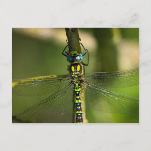 Vibrant Hawker Dragonfly Close Up - Wildlife Photo Postcard