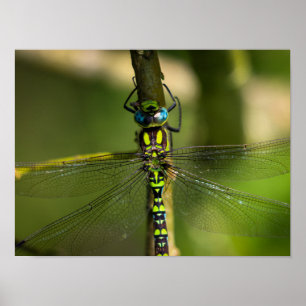 Vibrant Hawker Dragonfly Close Up - Wildlife Photo Poster