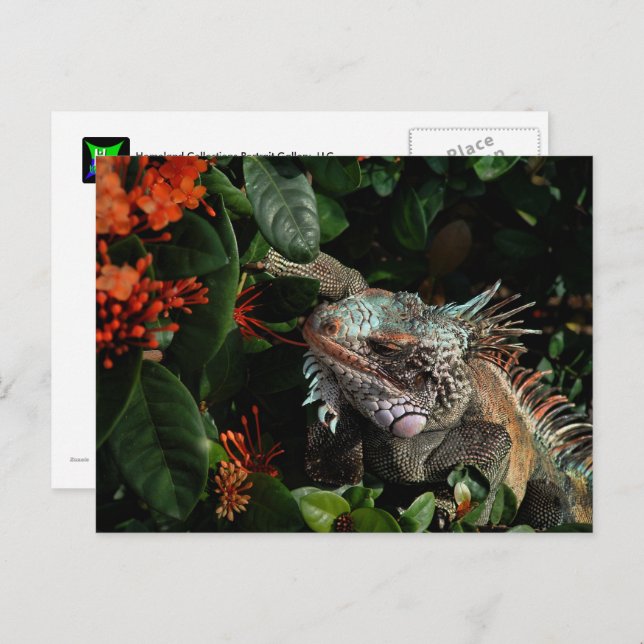 Vibrant Iguana Post Card, US Virgin Islands Postcard (Front/Back)