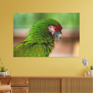 Vibrant Macaw Parrot in Profile View Canvas Print