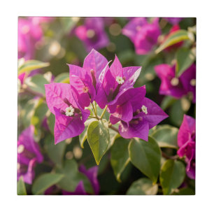Vibrant Magenta Purple Bougainvillea Bloom Tile