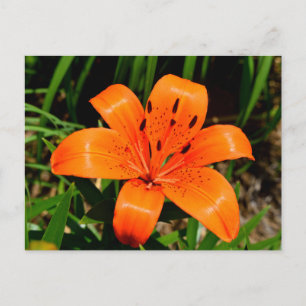 Vibrant orange Asian Lily Flower Postcard