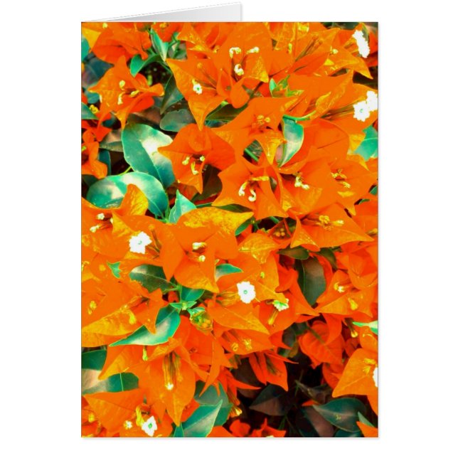 Vibrant Orange Bougainvillea Flowers (Front)