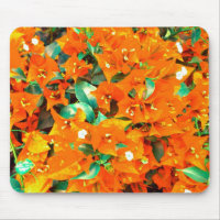 Vibrant Orange Bougainvillea Flowers