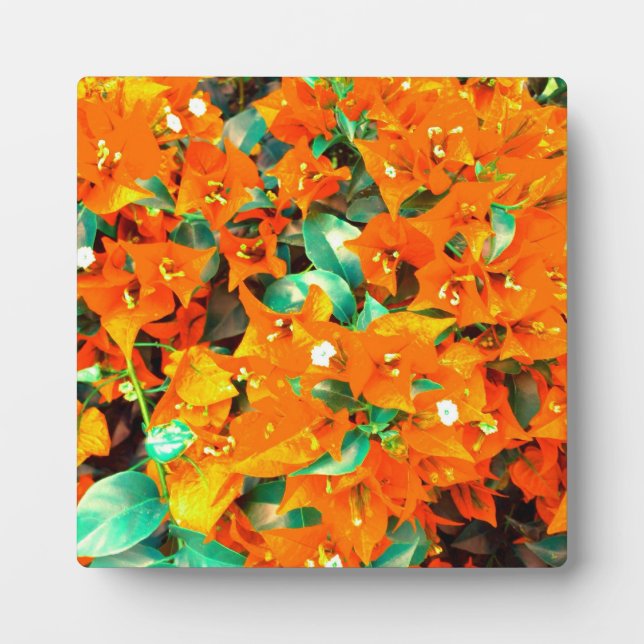 Vibrant Orange Bougainvillea Flowers Plaque (Front)