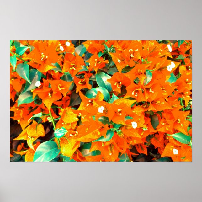 Vibrant Orange Bougainvillea Flowers Poster (Front)