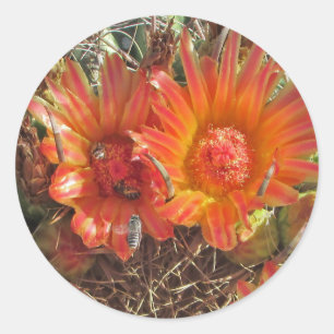 Vibrant Orange Cactus Bloom with Bees Photo Classic Round Sticker