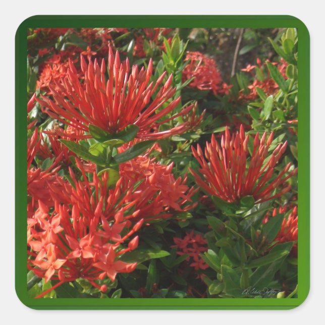 Vibrant Orange Firebush Plant Square Sticker (Front)