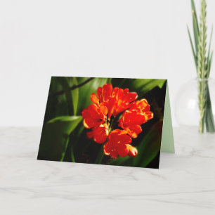 Vibrant Orange Flower, Floral, Blank Greeting Card