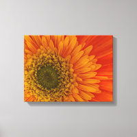 Vibrant Orange Gerbera Daisy StretchedCanvas Print