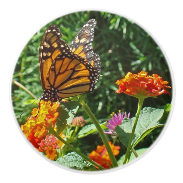 Vibrant Orange Monarch Butterfly Resting on Flower Ceramic Knob (Front)