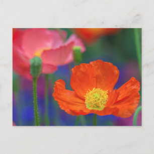 Vibrant Orange Poppy Blossom Postcard
