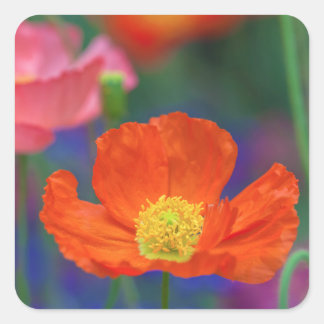 Vibrant Orange Poppy Blossom Square Sticker