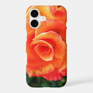 Vibrant Orange Rose Photograph