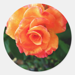 Vibrant Orange Rose Photograph Classic Round Sticker