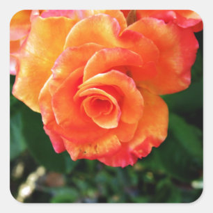 Vibrant Orange Rose Photograph Square Sticker