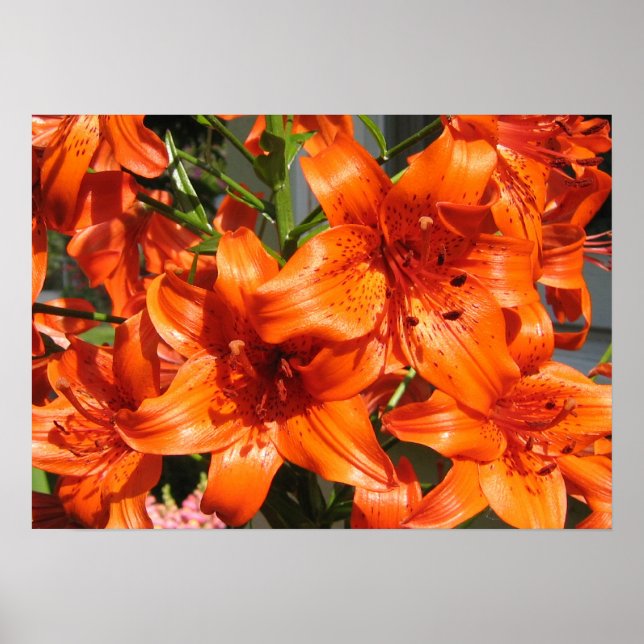 Vibrant Orange Tiger Lilies Poster (Front)