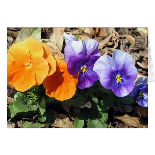 Vibrant Pansies (Front Horizontal)