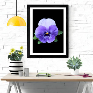 Vibrant Pansy Floral Art Print