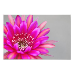Vibrant Pink Cactus flower Petals Photo Print
