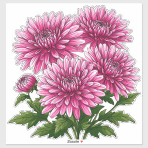 Vibrant Pink Chrysanthemums Blooming