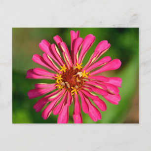 Vibrant pink flower postcard