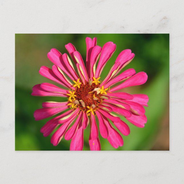 Vibrant pink flower postcard (Front)