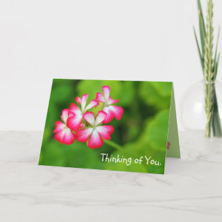 Vibrant Pink Geraniums | Greeting Card
