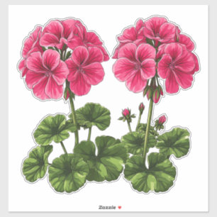 Vibrant Pink Geraniums With Lush Green Leaves