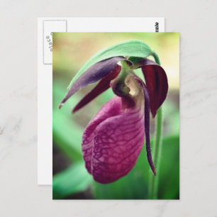 Vibrant Pink Lady Slipper Flower Photography Postcard