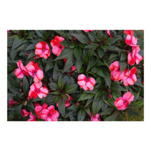 Vibrant Pink New Guinea Impatiens Flowers Pattern Photo Print