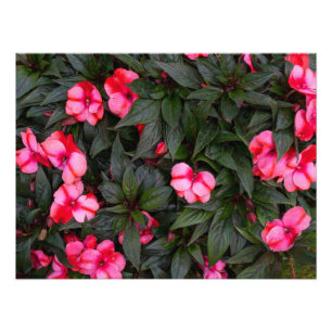 Vibrant Pink New Guinea Impatiens Flowers Pattern Photo Print