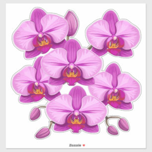 Vibrant Pink Orchid Bloom Cluster