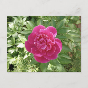 Vibrant Pink Peony Flower Postcard