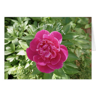 Vibrant Pink Peony Flower Thinking of You Card