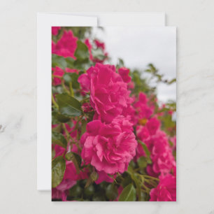 Vibrant Pink Rose Blossoms in Full Bloom Invitation