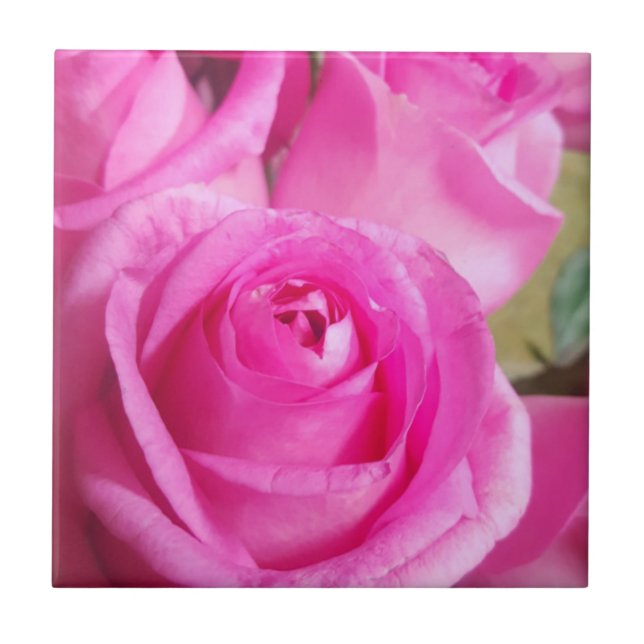 Vibrant Pink Roses Tile (Front)