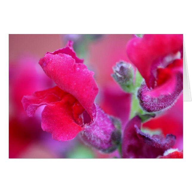 Vibrant Pink Snapdragons (Front Horizontal)