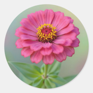 Vibrant Pink Zinnia Flower Macro Botanical Classic Round Sticker