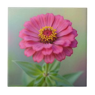 Vibrant Pink Zinnia Flower Macro Botanical Tile