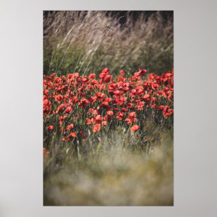 Vibrant Poppy Field in Flanders Poster