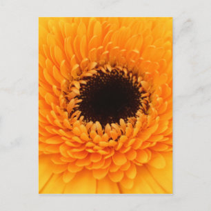 Vibrant Postcard