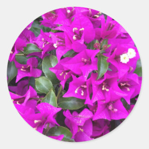 Vibrant Purple Bougainvillea flowers Classic Round Sticker