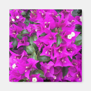 Vibrant Purple Bougainvillea flowers Magnet