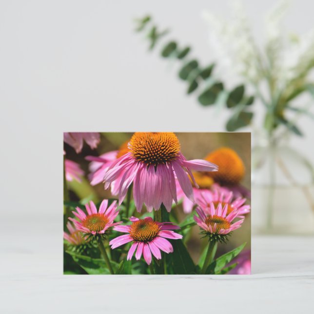 vibrant purple coneflowers postcard (Standing Front)