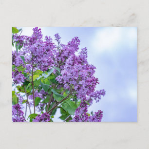 Vibrant Purple Lilac Flowers  Postcard
