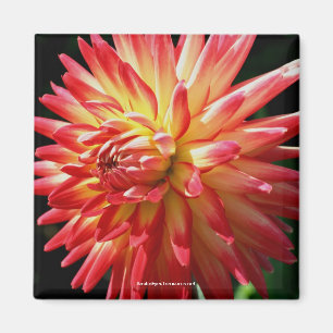 Vibrant Red Dahlia Flower Photography Magnet
