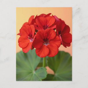 Vibrant Red Geranium Floral Bloom Postcard