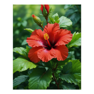 Vibrant Red Hibiscus Flower With Leaves-4369 Poster