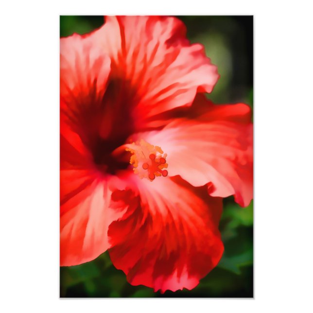 Vibrant Red Hibiscus Illustration Photo Print (Front)